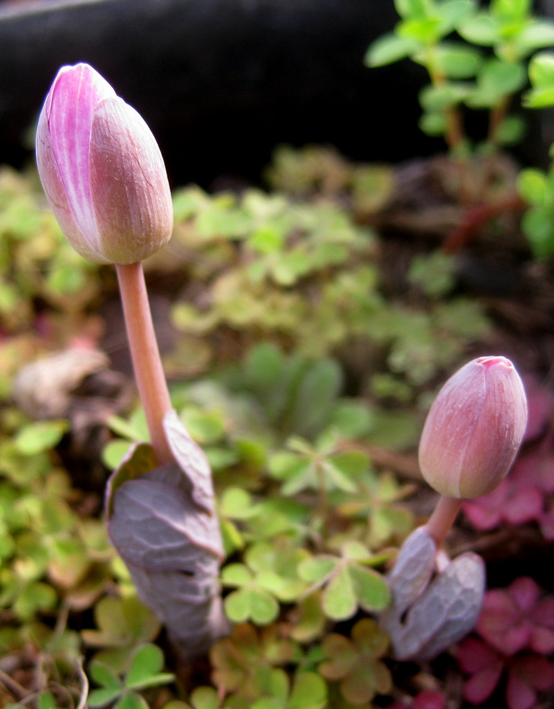 Sanguinaria canadensis pink form